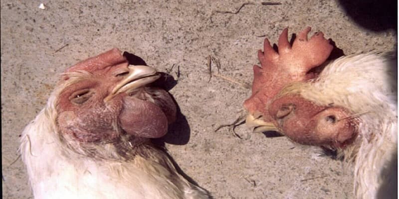 Bệnh tụ huyết trùng - Một trong các bệnh thường gặp ở gà